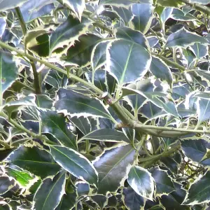 Ilex Argentea Marginata Garden Plant - Variegated Foliage, Compact Size (20-30cm Height Including Pot)