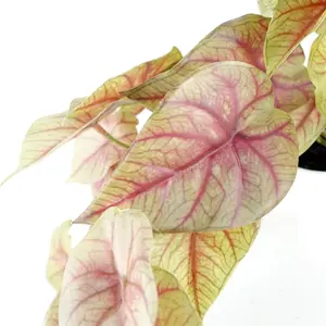 30cm Artificial Pink Caladium Potted Trailing Plant