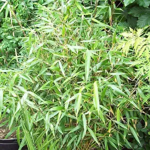 Fargesia Pingwu (40-50cm Height Including Pot) - Clumping Bamboo, Dwarf Size, Partial Shade