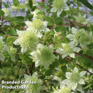 Clematis florida Manju 9cm Potted Plant x 2