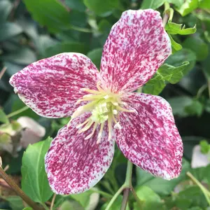 Clematis Cirrhosa purpurascens Freckles Red Vine Climbing Plant 60cm Cane 3L Pot