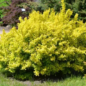 Berberis Thunbergii 1 Bare Root 20/40