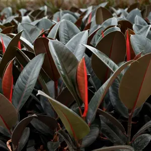 Ficus Abidjan - Rubber Plant in 12cm Pot, Indoor Houseplant for Home Office (30-40cm Height Including Pot)