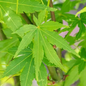 Acer Going Green - Vibrant Green Foliage, Outdoor Plant, Ideal for Gardens, Compact Size (80-100cm Height Including Pot)