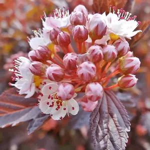 3 x Physocarpus 'Lady In Red' in 9cm Pots - Fast Growing Shrub - Rich Foliage