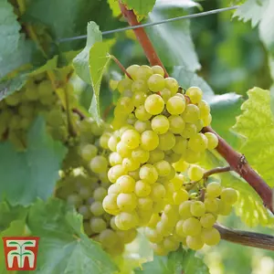 Grape (Vitis) Chardonnay Potted Plant x 1