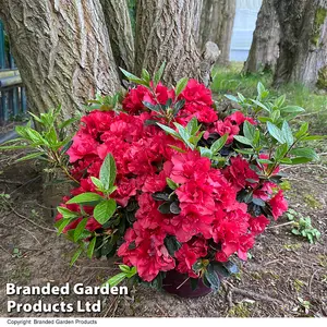 Hardy Rhododendron Encore Autumn Fire -  3 Litre Potted Plant x 1 - Repeat Flowering Variety