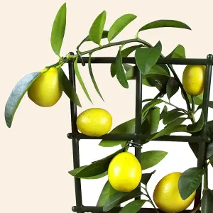 Citrus Lemon Tree: Young Lemon Sapling, Aromatic Foliage (25-35cm, 12cm Pot)