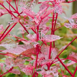 Acer Red Flamingo Tree - Striking Foliage, Compact Size, Hardy (5-6ft)