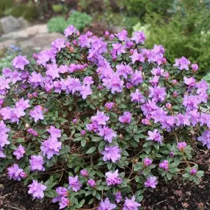 Rhododendron Ramapo (15-25cm Height Including Pot) Garden Plant - Compact Shrub, Blue-Purple Blooms