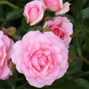 Happy Retirement Rose Bush Pink Flowering Roses Floribunda Rose 4L Pot