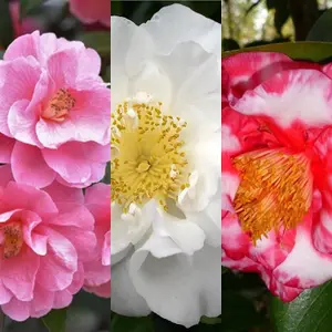 3 x Camellia Japonica Mix in 9cm Pots - Mixed Varieties