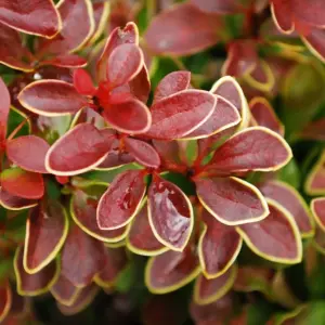 Berberis Golden Ring Garden Shrub - Compact Size, Vibrant Foliage (10-30cm Height Including Pot)