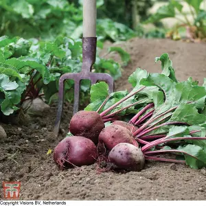 Beetroot Detroit 6 Rubidus 1 Seed Packet (200 Seeds)