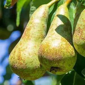 Pear 'Little Conference' Fruit Tree in 4.5L Pot - Grow Your Own