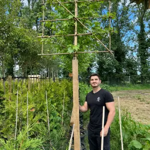 Sweetgum Pleached Tree with Staking Kit - 180cm Stem and 10cm Girth