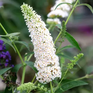 White Profusion Butterfly Bush Shrub Plant Buddleja Davidii 2L Pot