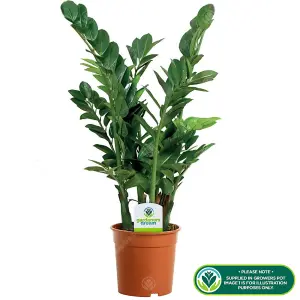 Zamioculcas Zamiifolia - Evergreen Air Purifier for UK Homes, Fern Arum Houseplant in 13cm Pot (30-40cm Height Including Pot)