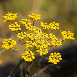 Fennel Bronze Herb Plant - Compact Growth, Striking Bronze Foliage (5-15cm Height Including Pot)