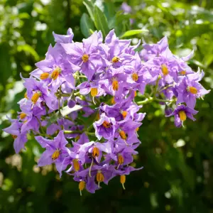 Gardeners Dream Solanum Glasnevin (9cm)