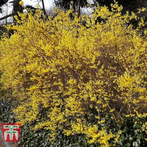 Forsythia Intermedia Spectabilis 9cm Pot x 2