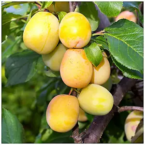 Golden Gage Oullins' Plum Tree, 5-6ft Tall, Self-Fertile, Sweet Honey Flavour