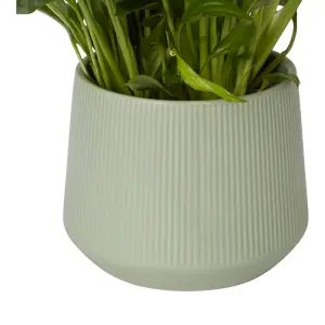 Verve Peace lily in White Ceramic Decorative pot 14cm