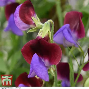 Sweet Pea Matucana 1 Seed Packet (20 Seeds)