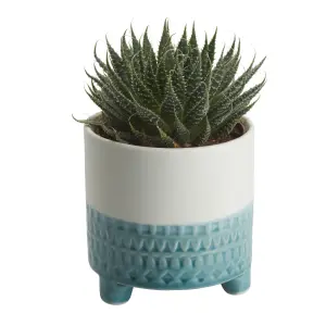 Verve Succulent in Ceramic Decorative pot 9cm