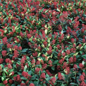 Skimmia Rubella Garden Plant - Red Berries, Compact Size (30-40cm Height Including Pot)