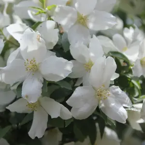 Philadelphus Starbright Garden Plant - Fragrant White Blooms, Compact Size (20-30cm Height Including Pot)