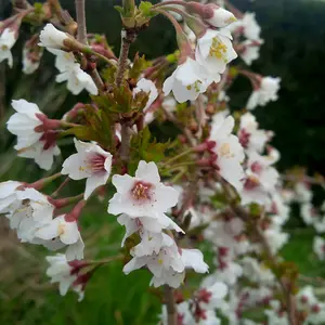 2 x Ornamental Prunus incisa 'Kojo-no-Mai' Fuji Cherry Tree in a 9cm Pot Established Garden Ready Plants for Gardens