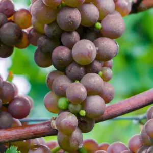 Grape Vitis Generosa - Outdoor Fruit Plant, Ideal for UK Gardens, Compact Size (20-30cm Height Including Pot)