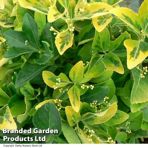 Euonymus japonicus Ovatus Aureus 9cm Potted Plant x 1