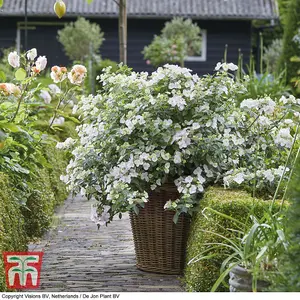 Hydrangea macrophylla Runaway Bride (13cm Potted Plant) 1 Litre Potted Plant x 2