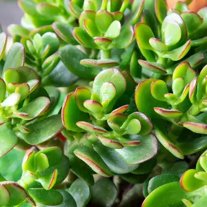 Crassula Ovata in a 12cm Pot - Money Penny Plant - Live Indoor Plant