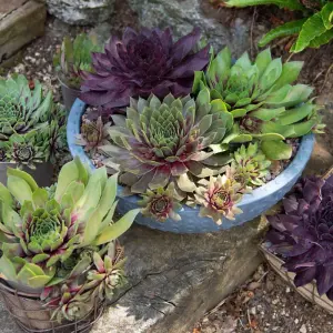 Houseplant Sempervivum Mixed 5.5cm Pot x 3