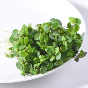 Microgreens Perilla/Shiso Red 1 Seed Packet