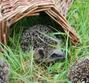 Large 50cm wicker Hedgehog house, breeding or hibernation shelter