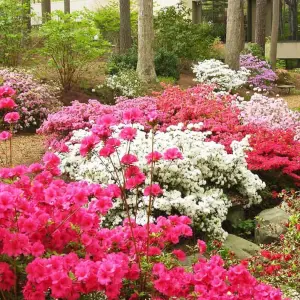 Rhododendron Mix 5 Plants (15-25cm Height Including Pot) Garden Plants - Assorted Varieties, Compact Shrubs