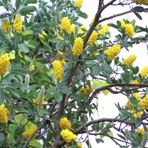 Cytisus Yellow Tail Tree - Bright Yellow Flowers, Pineapple Scented, Hardy (5-6ft)