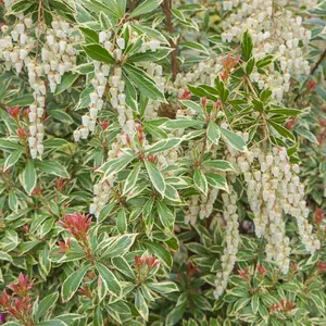 Pieris Flaming Silver (15-25cm Height Including Pot) Garden Plant - Variegated Foliage and Pink Blooms