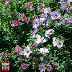 Hibiscus Tricolour 21cm Potted Plant x 1