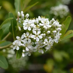 Escallonia Iveyi (Escallonia) 3.6 Litre Potted Plant x 1