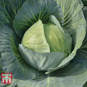 Cabbage Gilson F1 1 Seed Packet (40 Seeds)