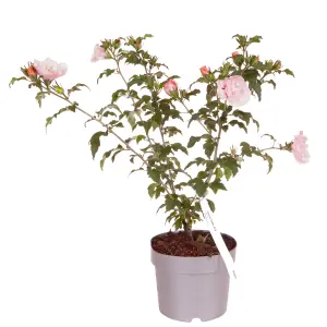 Double Flowered Hibiscus 'Chiffon Pink' in a 3L Pot - Potted Hibiscus Plants for Gardens