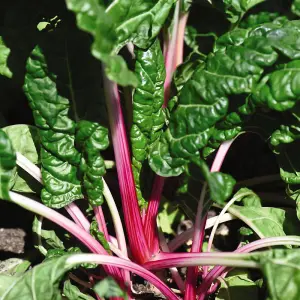 Swiss Chard Peppermint 1 Seed Packet