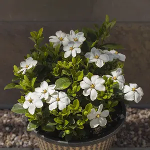 Gardenia 'Kleim's Hardy' in a 9cm Pot