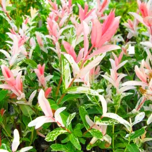 Salix Hakuro Nishiki Tree - Colourful Foliage, Hardy, Dwarf Willow (5ft Stem)