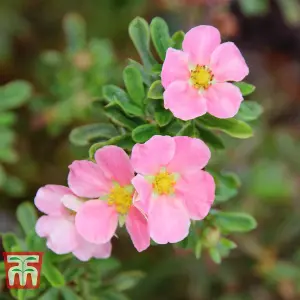 Potted Plantentilla Fruticosa Lovely Pink 3.5 Litre Potted Plant x 1